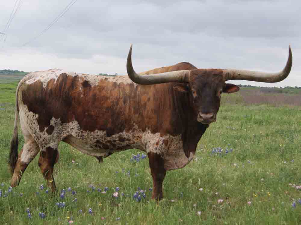 Rocking O Longhorns texas longhorn cattle for sale Austin, Texas